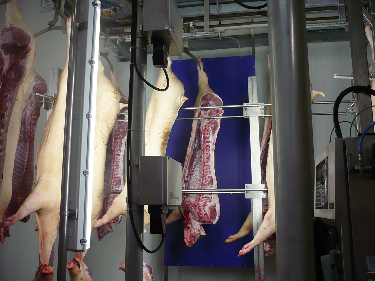 Vcs Pork Carcass Grading (1)